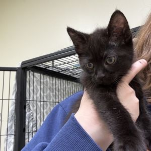 Obsidian, Baby Male American Shorthair