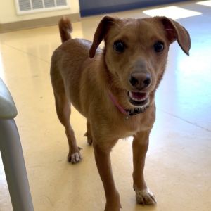 Iris, Young Female Terrier