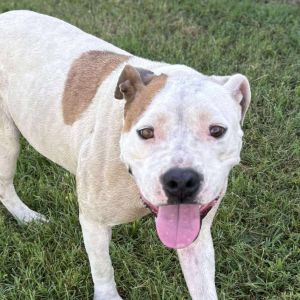 Daisy Duke, Adult Female American Staffordshire Terrier