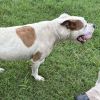 Daisy Duke photo 3