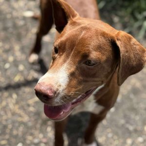 Weezy, Young Female Labrador Retriever
