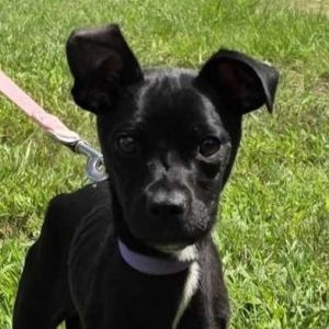 Shadow, Adult Female Terrier