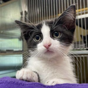 Bonnie, Baby Female Domestic Short Hair
