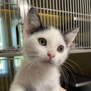 Recycle, Baby Male Domestic Short Hair