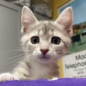 Lovey, Baby Female Domestic Short Hair