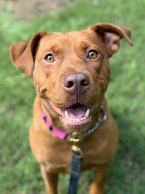 Mama Java, Young Female Pit Bull Terrier