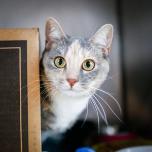 Dough, Adult Female Domestic Short Hair