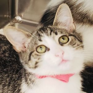 Valentina and Lime, Baby Female unknown
