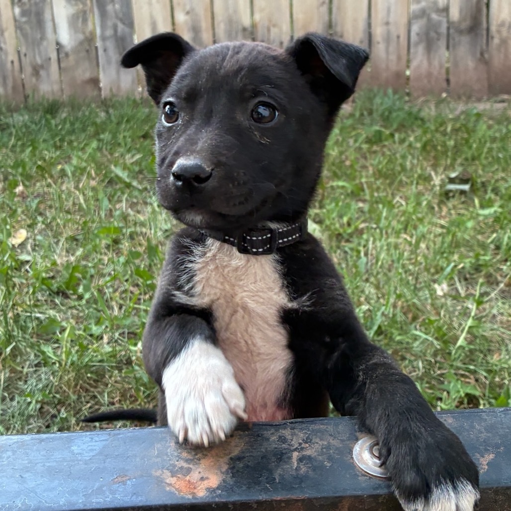 Riley (Black Stripe Collar)