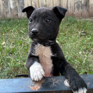 Riley (Black Stripe Collar), Baby Male Mixed Breed