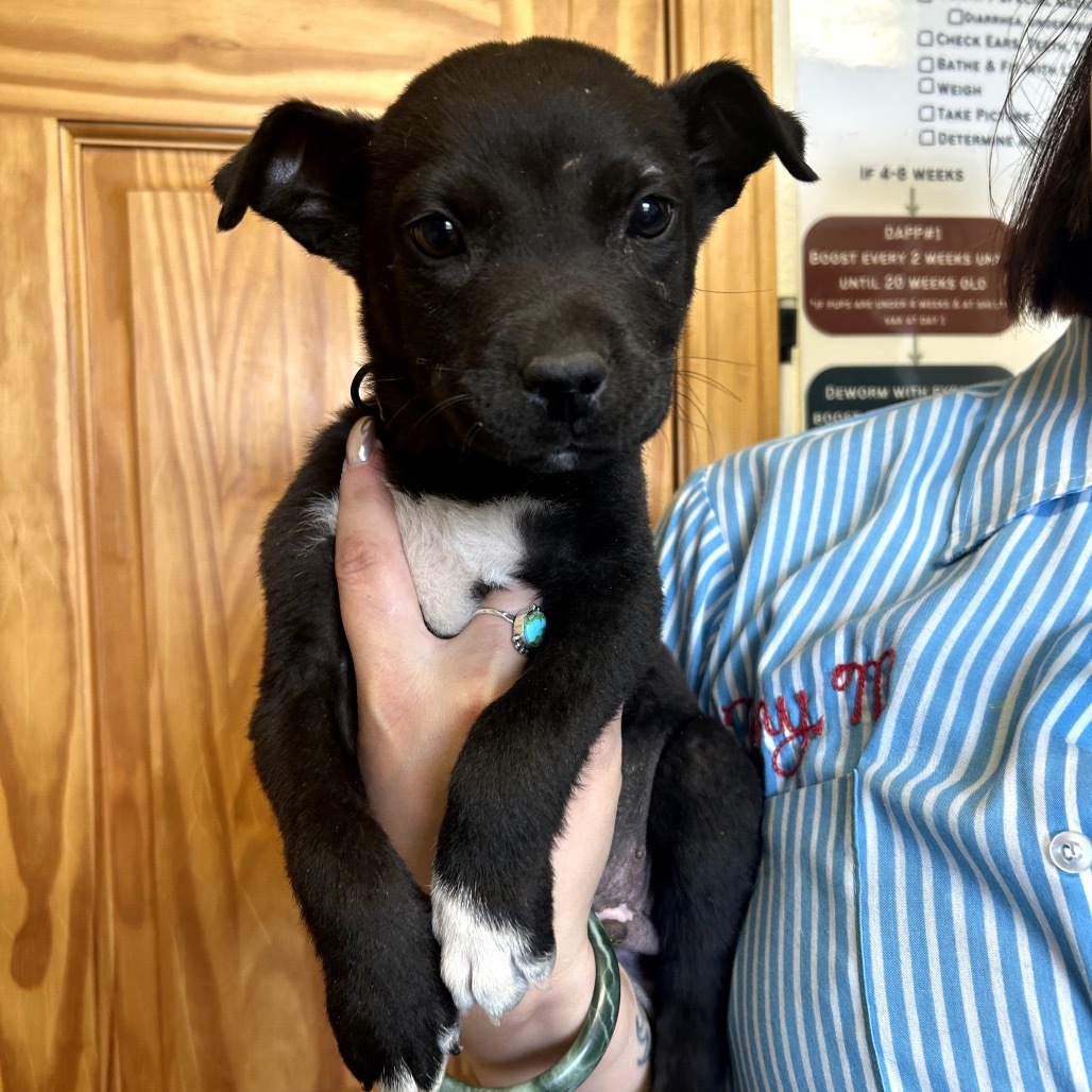 Squirrely Dan (Purple Collar), an adoptable Mixed Breed in Lander, WY, 82520 | Photo Image 1
