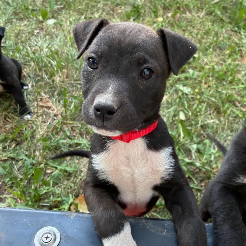McMurray (Red Collar), an adoptable Mixed Breed in Lander, WY, 82520 | Photo Image 1