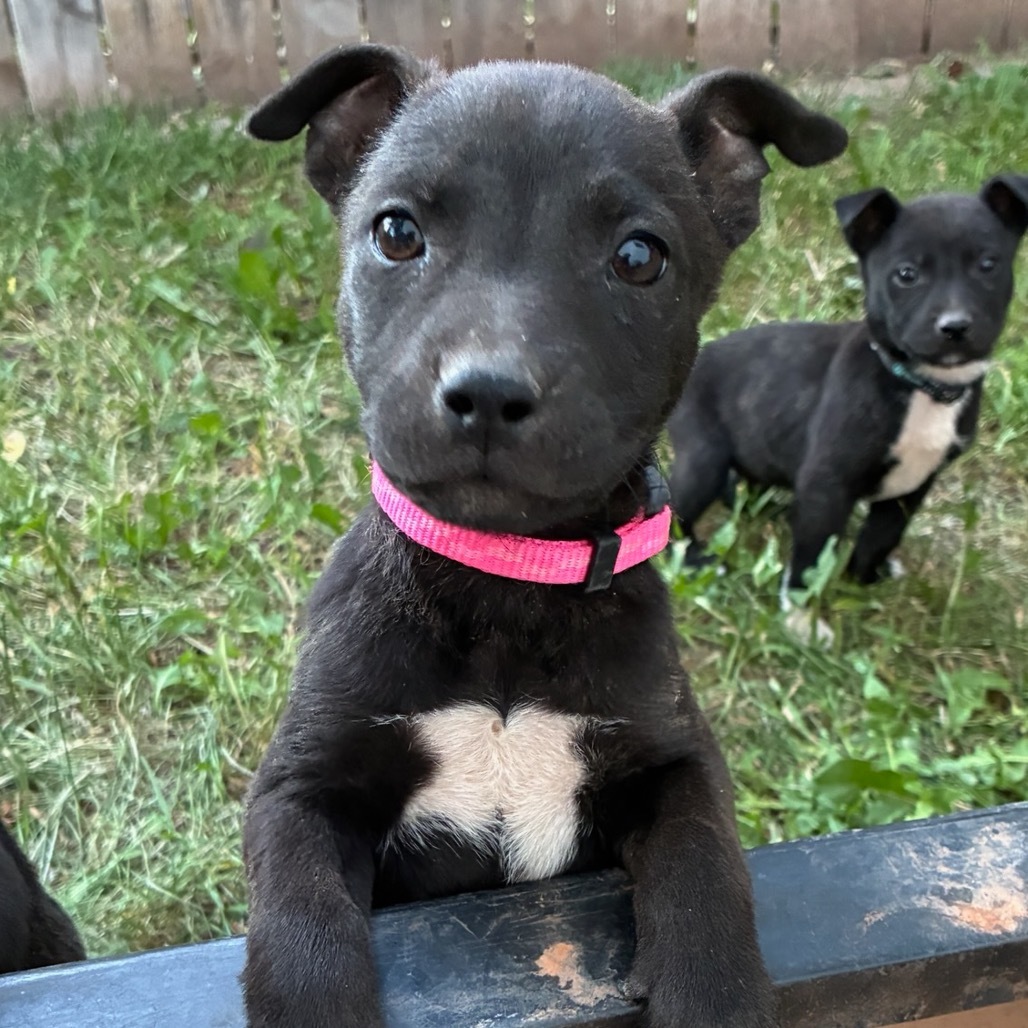Tannis (Pink Collar), an adoptable Mixed Breed in Lander, WY, 82520 | Photo Image 1