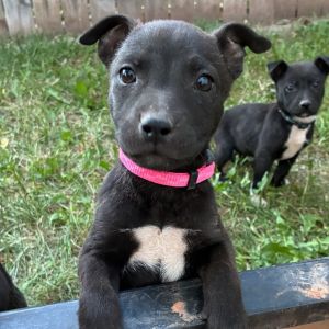 Tannis (Pink Collar), Baby Female Mixed Breed