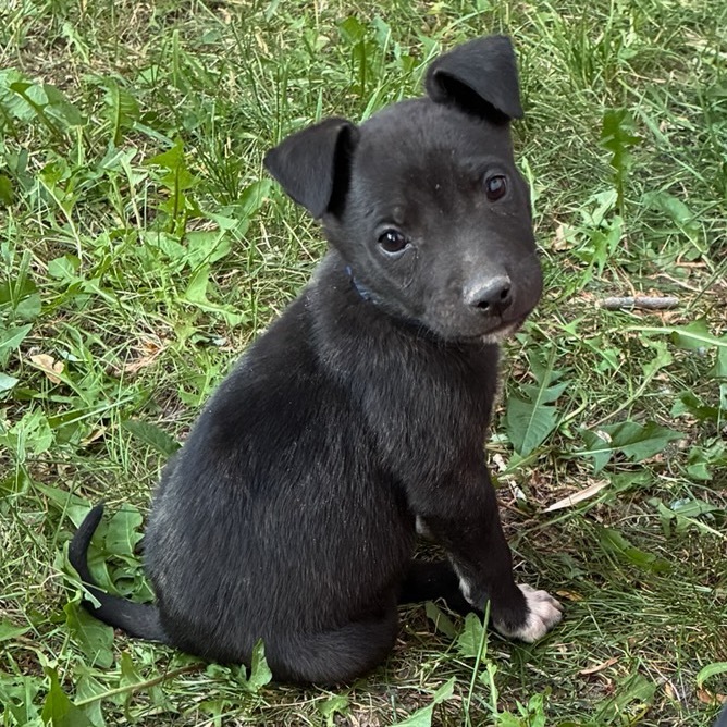 Wayne (Blue Collar), an adoptable Mixed Breed in Lander, WY, 82520 | Photo Image 1