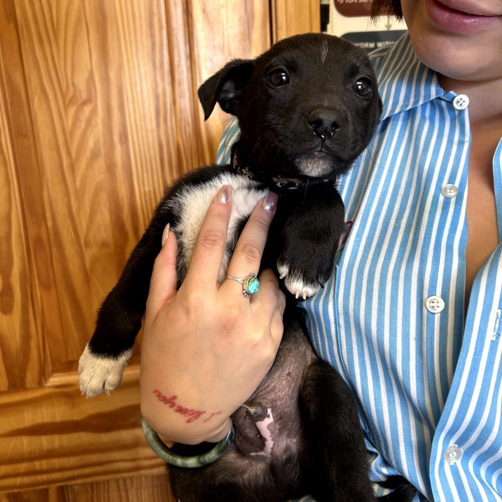 Jonesy (Black Fleur Collar), an adoptable Mixed Breed in Lander, WY, 82520 | Photo Image 1