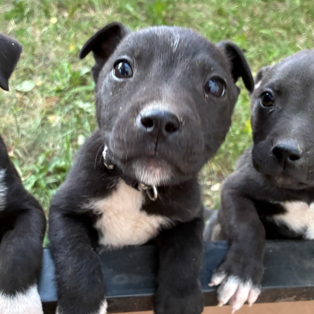 Jonesy (Black Fleur Collar), an adoptable Mixed Breed in Lander, WY, 82520 | Photo Image 2