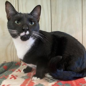 Mallory, Adult Female unknown