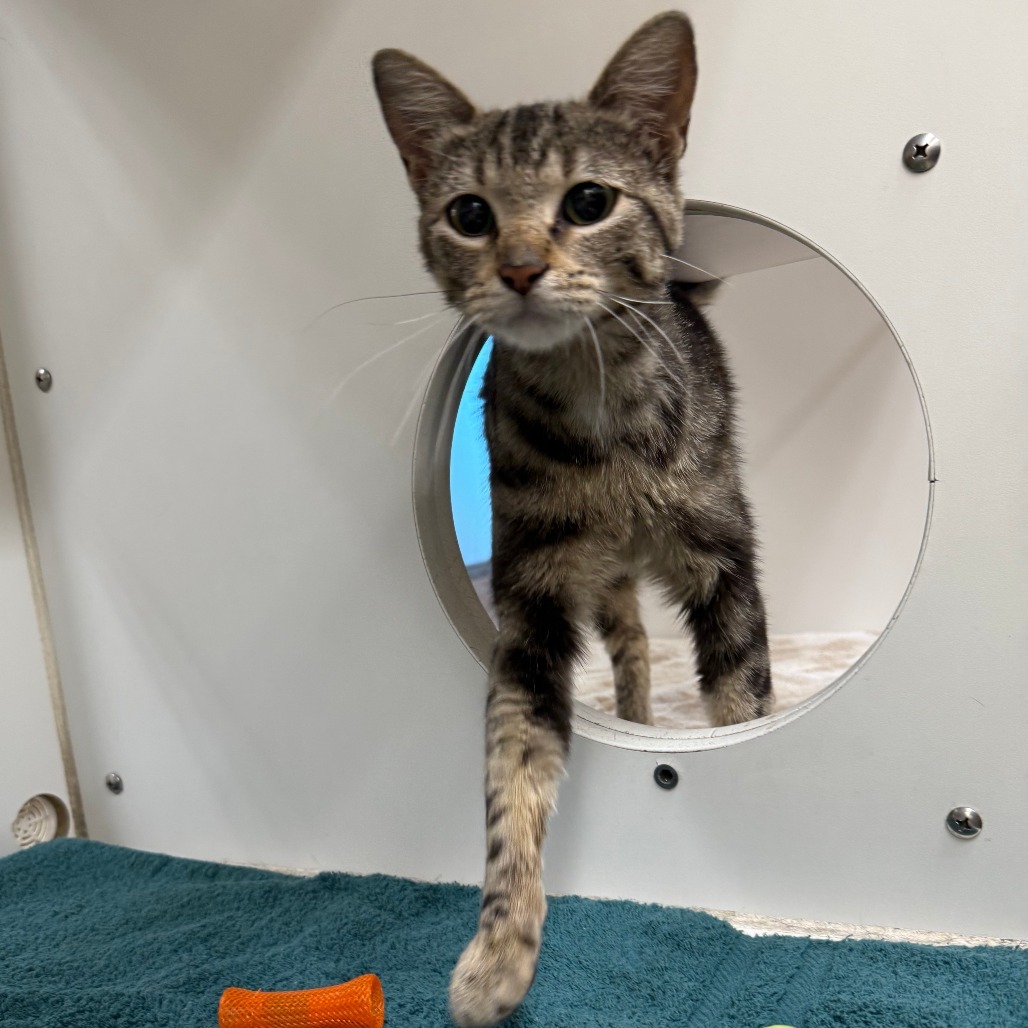 Lola, an adoptable Domestic Short Hair in Cheyenne, WY, 82007 | Photo Image 2