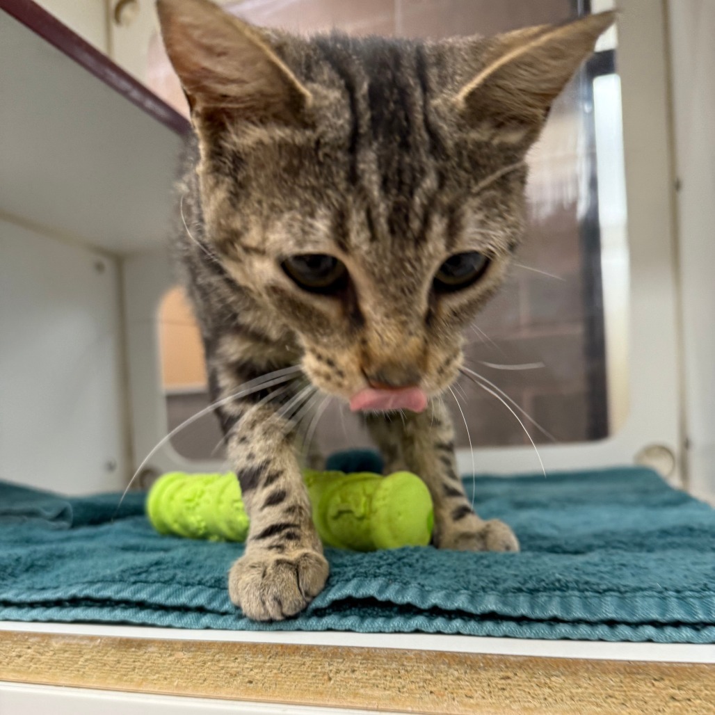 Lola, an adoptable Domestic Short Hair in Cheyenne, WY, 82007 | Photo Image 3