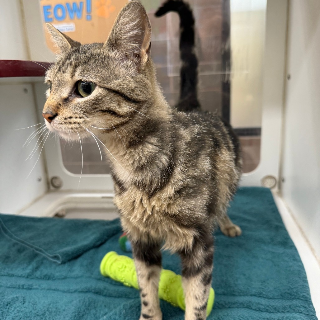 Lola, an adoptable Domestic Short Hair in Cheyenne, WY, 82007 | Photo Image 4