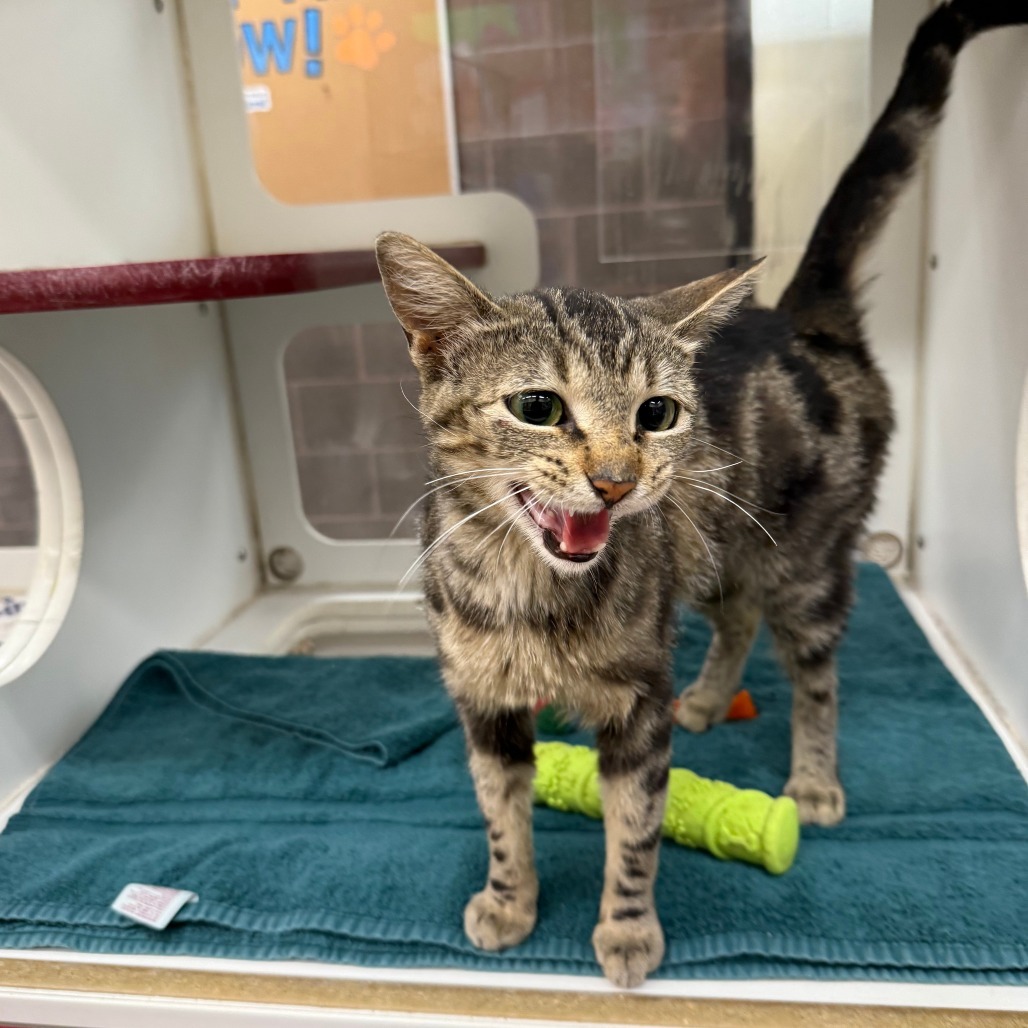 Lola, an adoptable Domestic Short Hair in Cheyenne, WY, 82007 | Photo Image 5