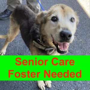 Kalyana, Senior Male Mixed Breed