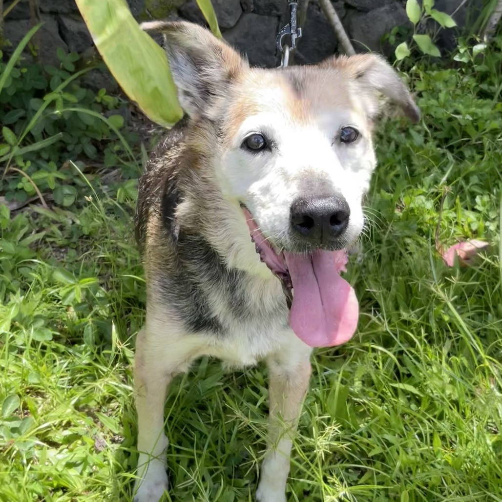Kalyana (in senior-care foster), an adoptable Mixed Breed in Volcano, HI, 96785 | Photo Image 1