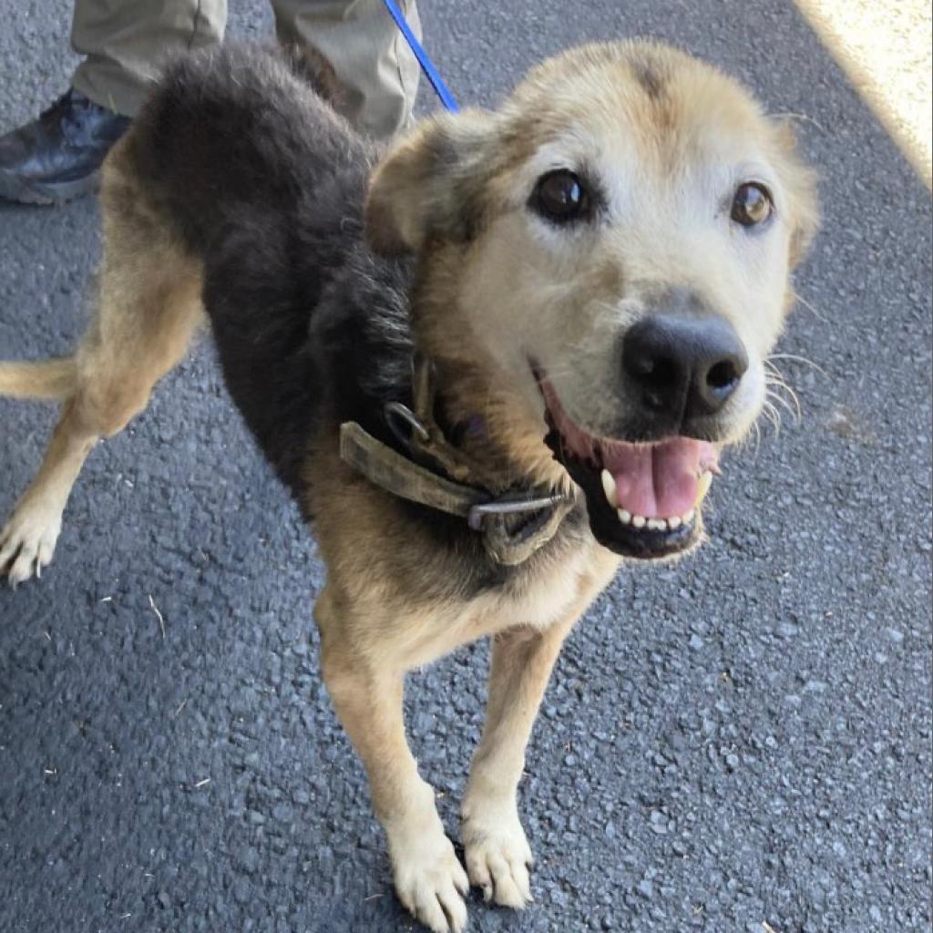 Kalyana, an adoptable Mixed Breed in Volcano, HI, 96785 | Photo Image 2