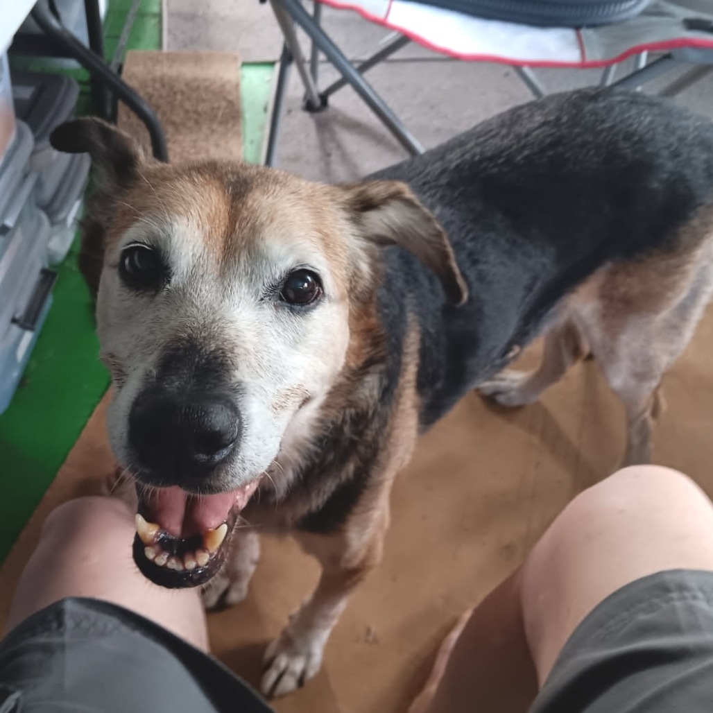 Kalyana (in senior-care foster), an adoptable Mixed Breed in Volcano, HI, 96785 | Photo Image 3