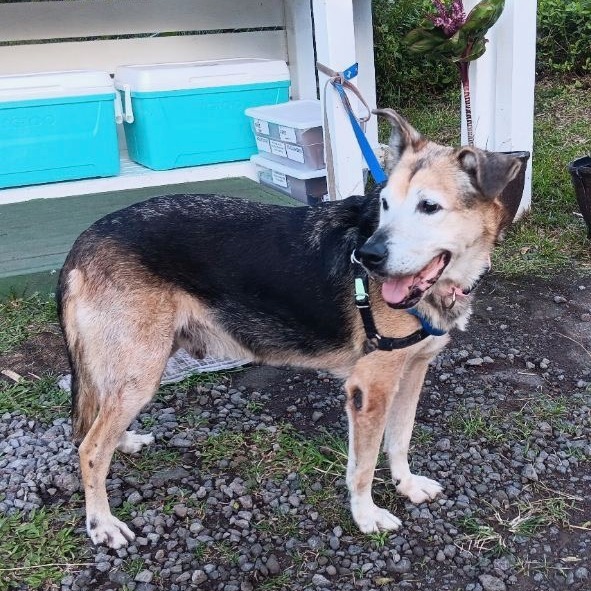 Kalyana (in senior-care foster), an adoptable Mixed Breed in Volcano, HI, 96785 | Photo Image 4
