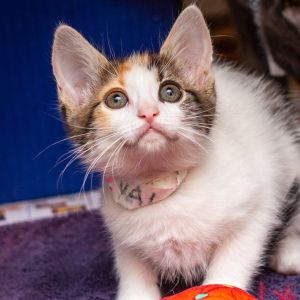 Yale, Baby Female Domestic Short Hair
