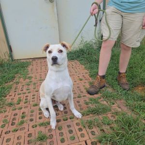 Tucker, Young Male Hound