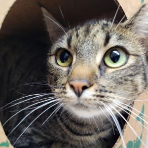 Mini, Adult Female Domestic Short Hair