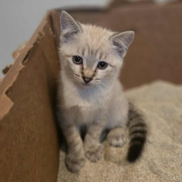 Ct Dove Avail Jul