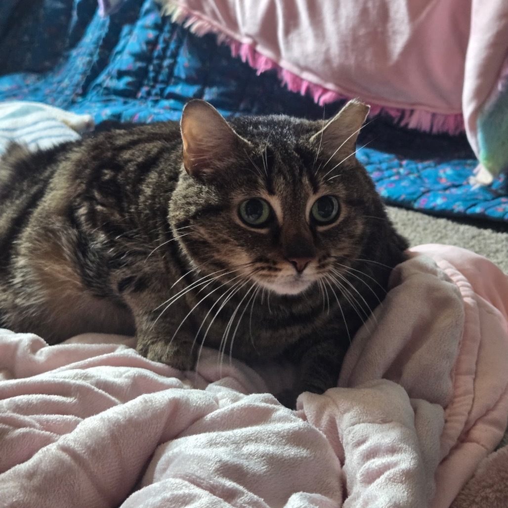 Tammy