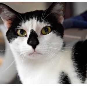 Barry, Adult Male Domestic Short Hair