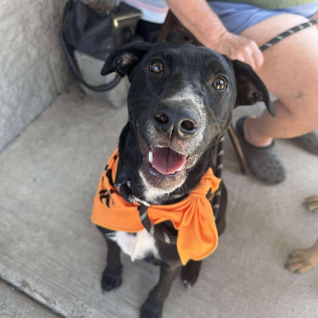 Jan (Super friendly and ready for adventure!), an adoptable Mixed Breed in Bend, OR, 97702 | Photo Image 1