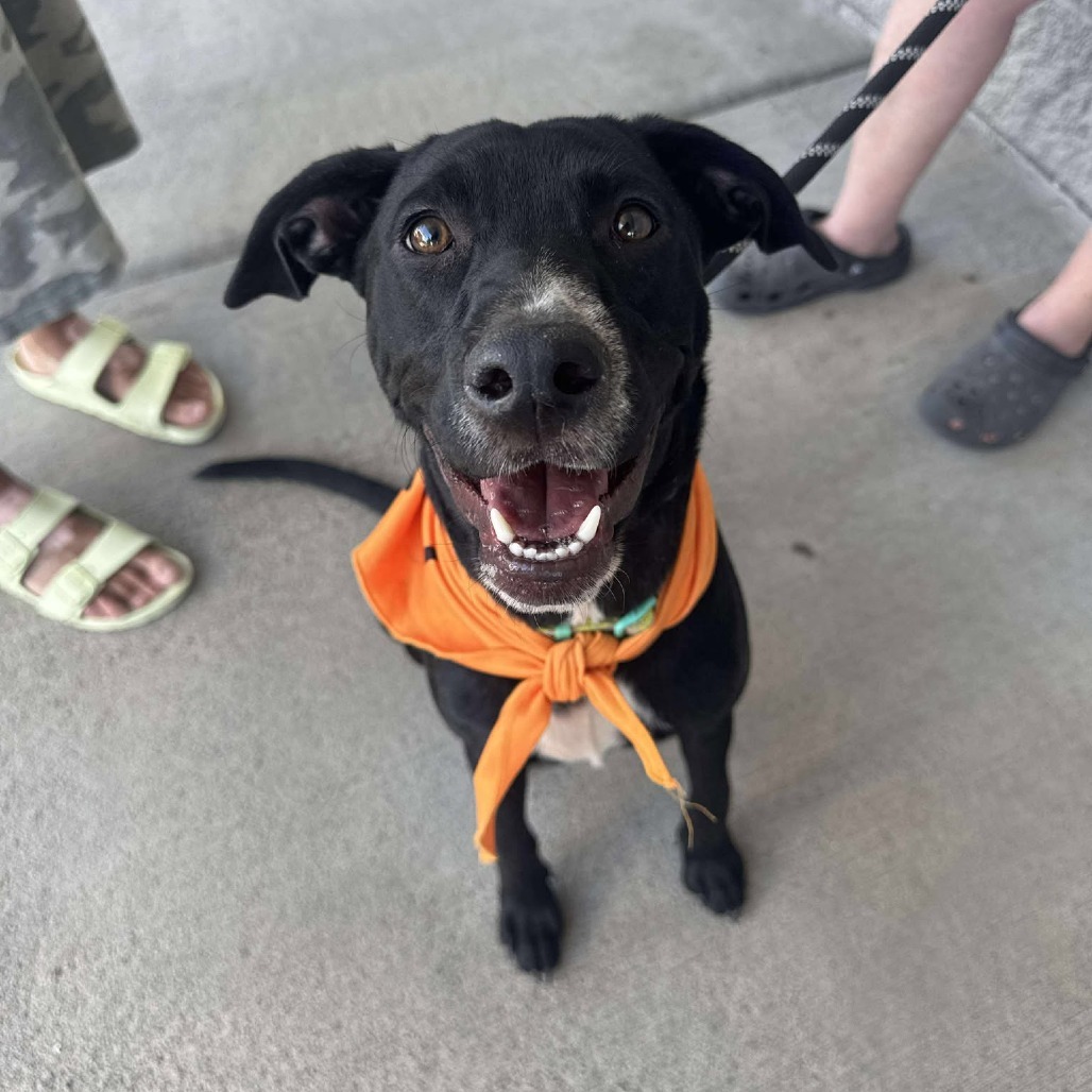 Jan (Super friendly and ready for adventure!), an adoptable Mixed Breed in Bend, OR, 97702 | Photo Image 1