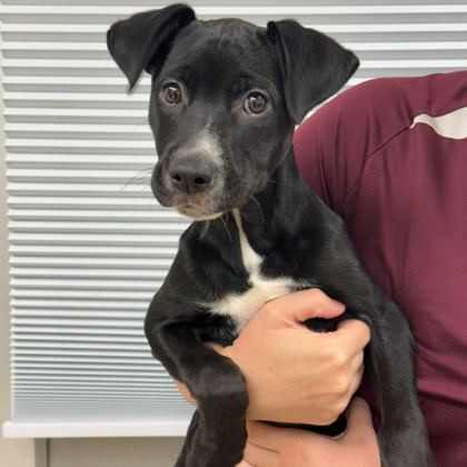 Jan (Super friendly and ready for adventure!), an adoptable Mixed Breed in Bend, OR, 97702 | Photo Image 2
