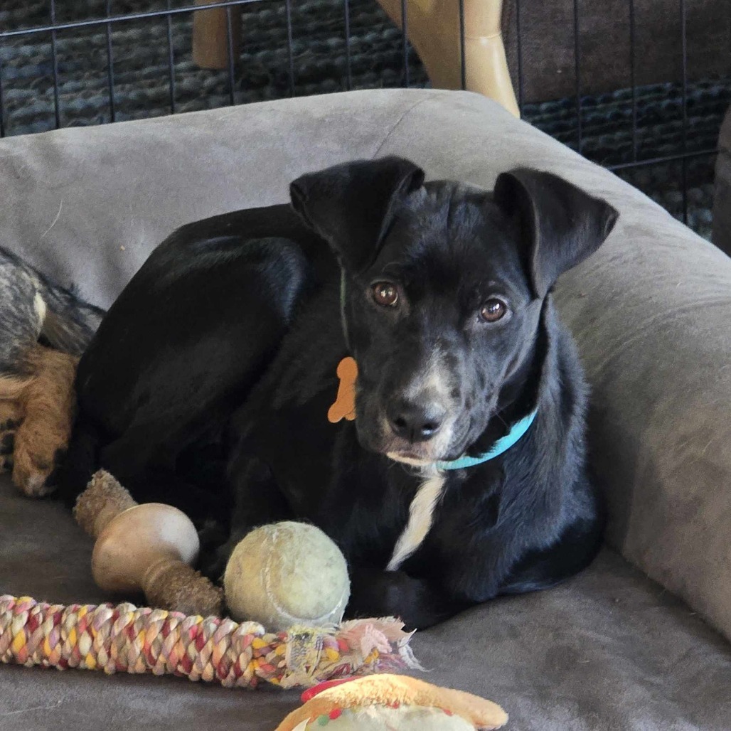 Jan (Super friendly and ready for adventure!), an adoptable Mixed Breed in Bend, OR, 97702 | Photo Image 3
