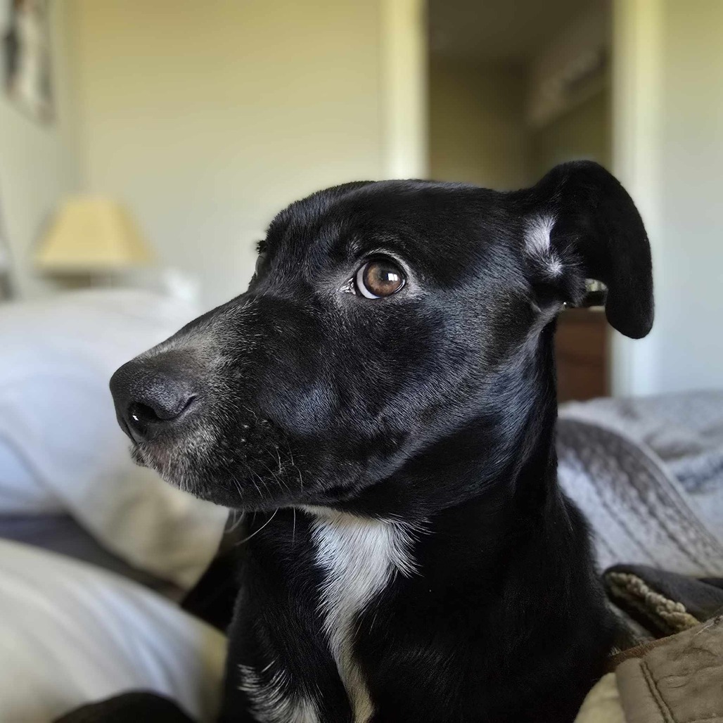 Jan (Super friendly and ready for adventure!), an adoptable Mixed Breed in Bend, OR, 97702 | Photo Image 4