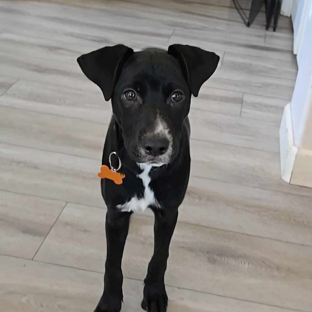 Jan (Super friendly and ready for adventure!), an adoptable Mixed Breed in Bend, OR, 97702 | Photo Image 5