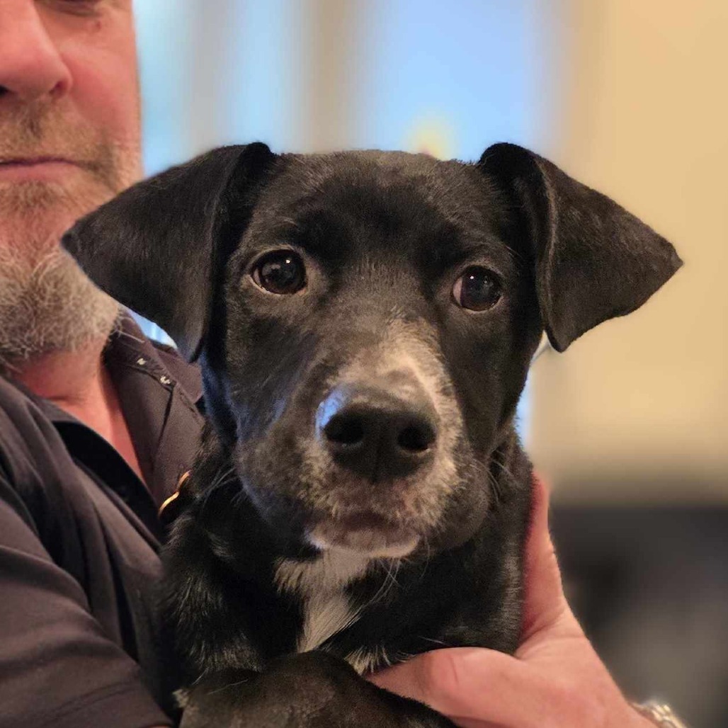 Jan (Super friendly and ready for adventure!), an adoptable Mixed Breed in Bend, OR, 97702 | Photo Image 6