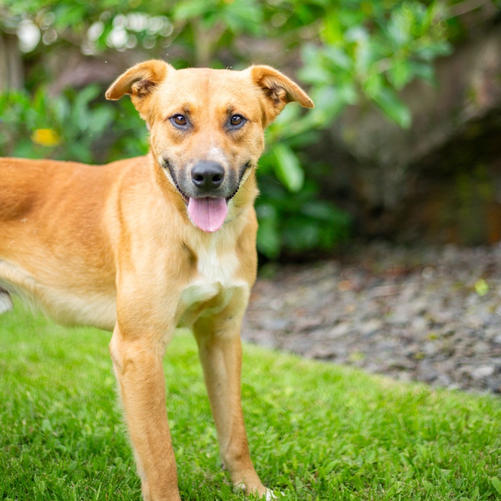 Wayne, an adoptable Mixed Breed in Kailua Kona, HI, 96740 | Photo Image 1