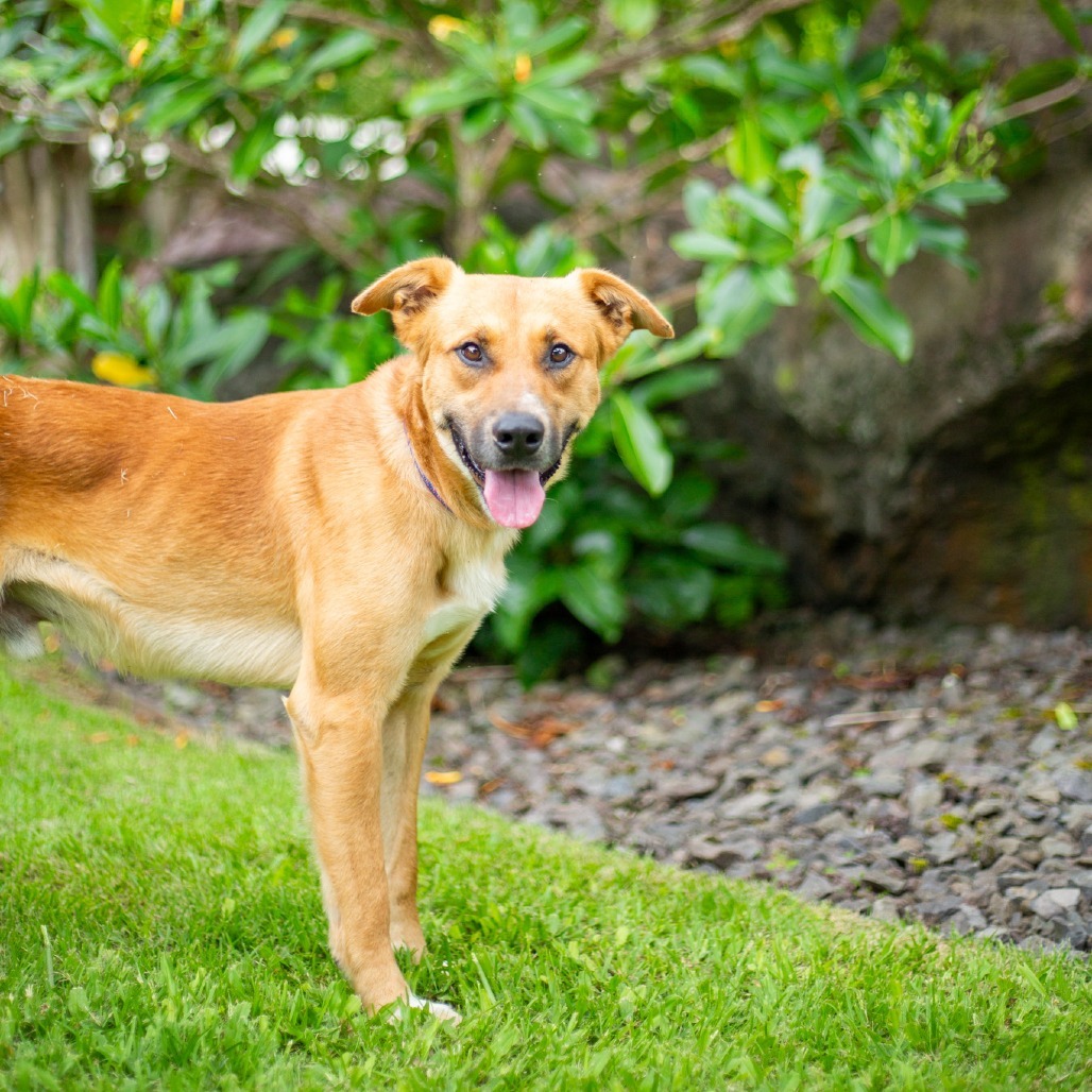 Wayne, an adoptable Mixed Breed in Kailua Kona, HI, 96740 | Photo Image 2