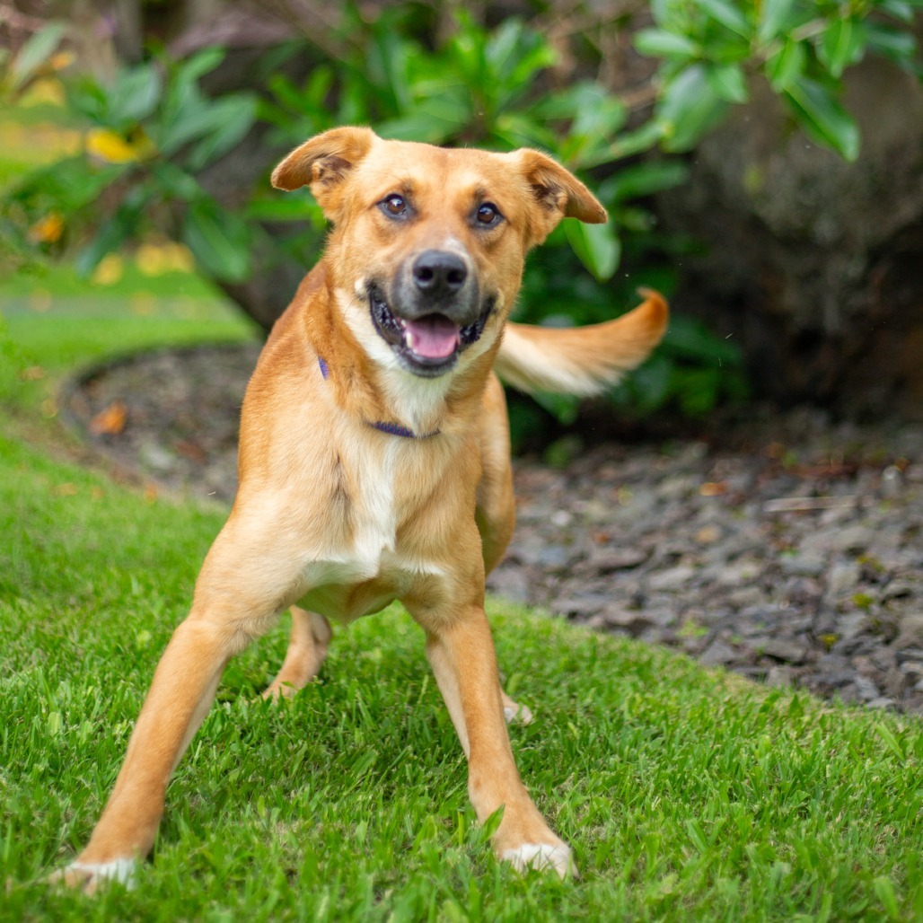 Wayne, an adoptable Mixed Breed in Kailua Kona, HI, 96740 | Photo Image 3