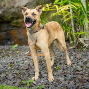 Garth, Adult Male Mixed Breed