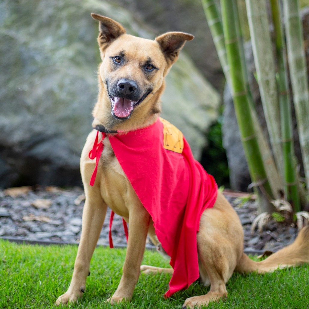 Garth, an adoptable Mixed Breed in Kailua Kona, HI, 96740 | Photo Image 1
