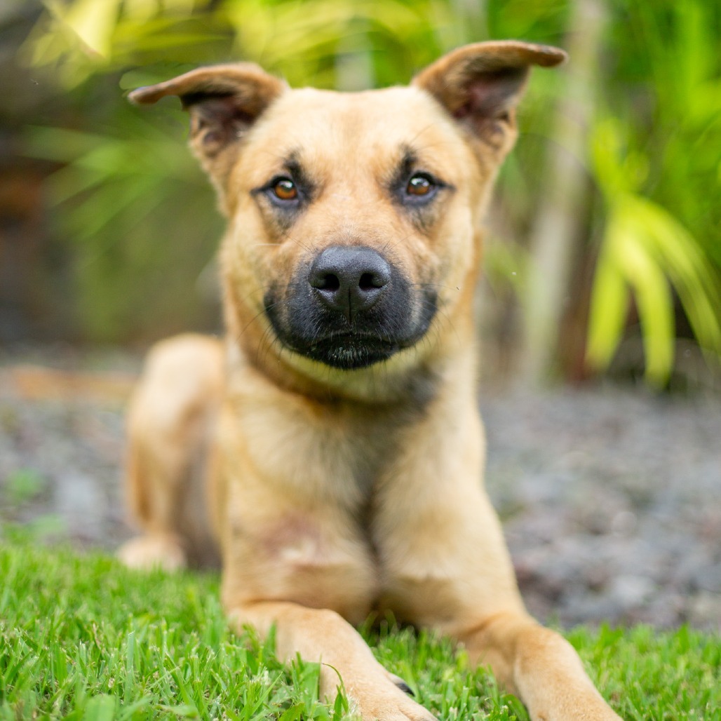 Garth, an adoptable Mixed Breed in Kailua Kona, HI, 96740 | Photo Image 2